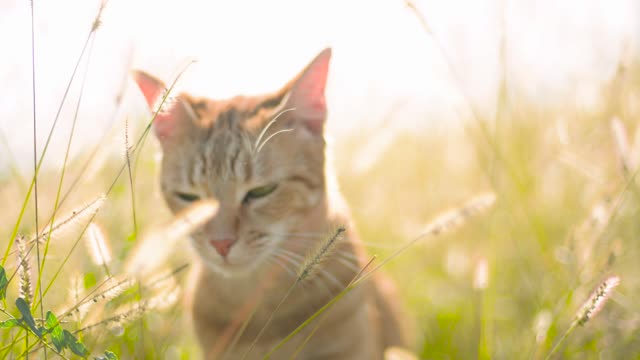 cat is eaiting sunshine
