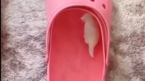 Funny beatifull cats
