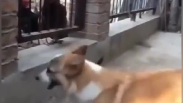 Chicken VS Dog Funny Video Compilation