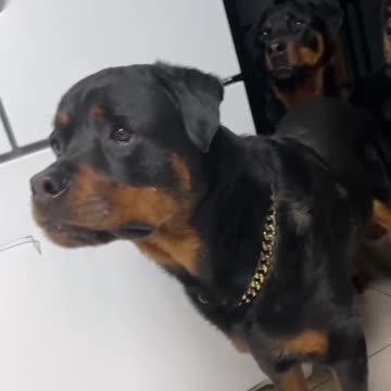 CURIOUS THREE ROTTWEILER WATCHING NEW PUPPY FROM FAR