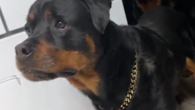 CURIOUS THREE ROTTWEILER WATCHING NEW PUPPY FROM FAR