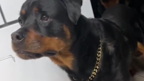 CURIOUS THREE ROTTWEILER WATCHING NEW PUPPY FROM FAR