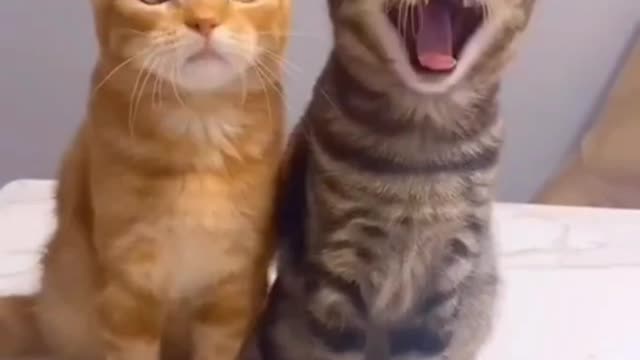 funny and adorable cat videos