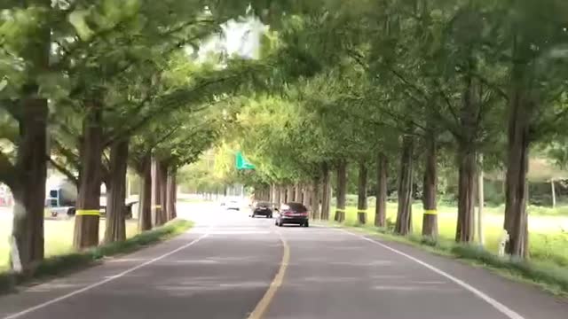Drive through the green trees in South Korea