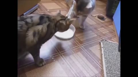 Funny cats sharing milk!!!😂😂😂