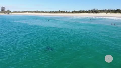 WHITE SHARK STALKS SURFERS - Shark Drone Footage