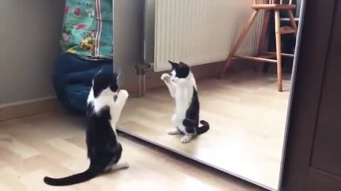 New Funny Cat And mirror Funny Video