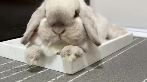When it's too hot in the summer to move 🐰☀️