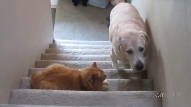 Dog is not coming up the stairs by the fear of cat