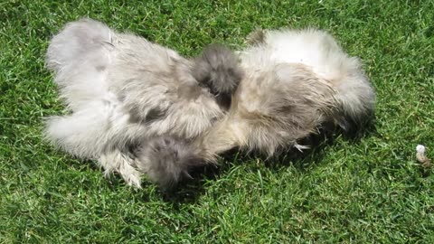 Button quails, six weeks old