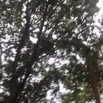 19.9.2024 Sounds of Kuranda...