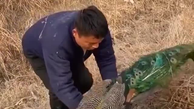 Who protects her eggs?
