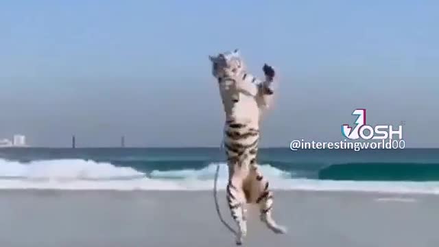 The big Cat playing with eagle on the beach