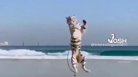 The big Cat playing with eagle on the beach