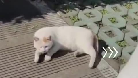 Baby Dogs - Cute and Funny Dog