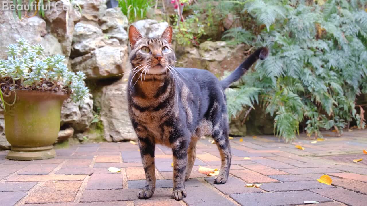 HD Adorable & Beautiful Cats Compilations