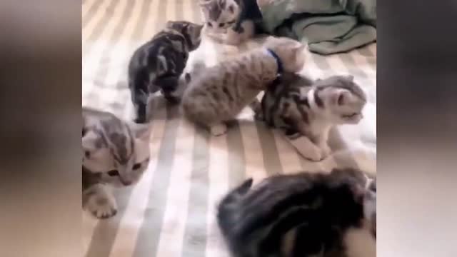 A group of kittens just full moon, very cute