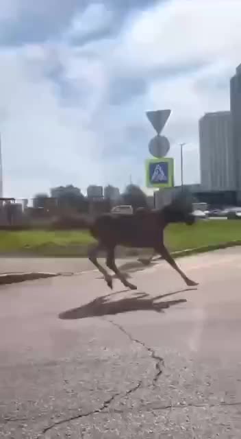 Moose on the foot loose