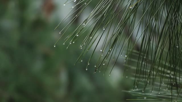 Rainy Day Video | Pine Tree With Water Drops | Copyright Free Videos | Stock Videos