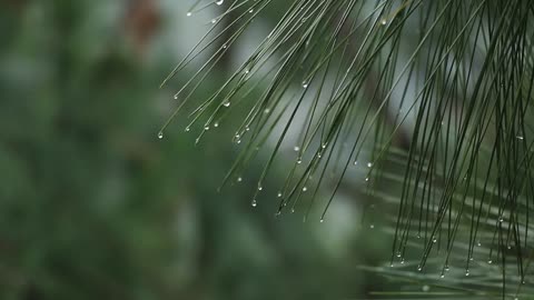 Rainy Day Video | Pine Tree With Water Drops | Copyright Free Videos | Stock Videos