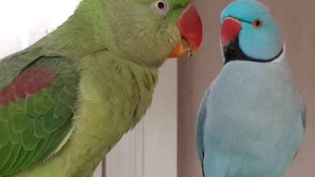 Talking Alexandrine Parrot