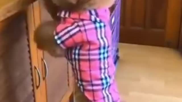 Dog Funny shorts