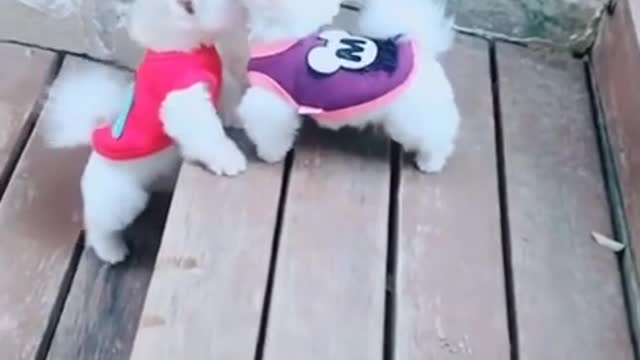 Super Cute Dog! Cute and Funny Dog Video