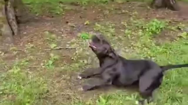 🤣Funniest animals try not to Lough funny animals videos compilation