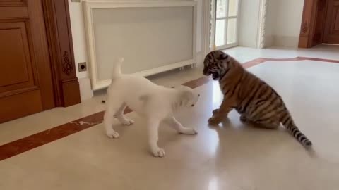 Dog and tiger play at home