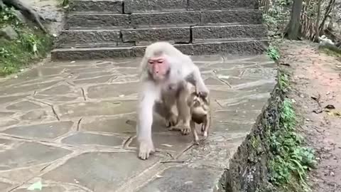 Mom monkey and her child