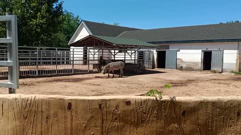 Various zebra patterns in the distance