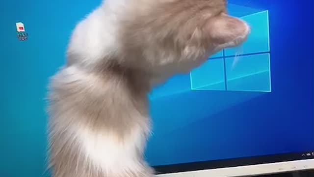 A cute cat is holding a computer mouse, not a real mouse.