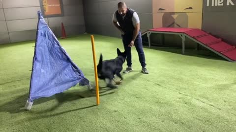 6,5 Month First Time Blind & Out Training