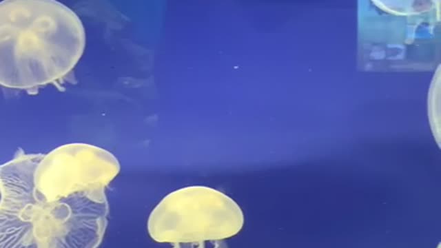 Jellyfish playing in the water