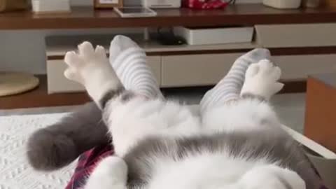 Cat sleeping in funny positions