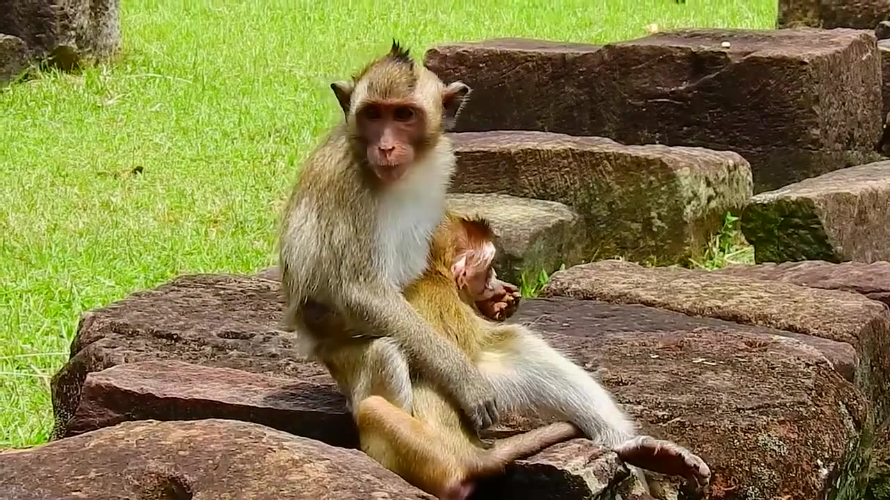 The life of a young pet monkey who was released back into the wild.