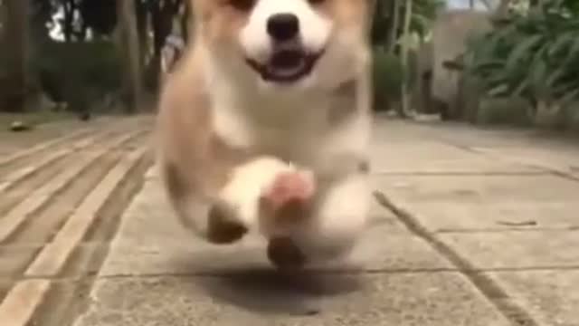 Super Cute Animals Cute cats and Funny dogs videos compilation