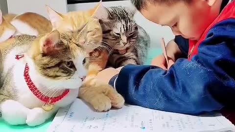 Funny cat video