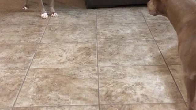 I’m gonna get you..!!