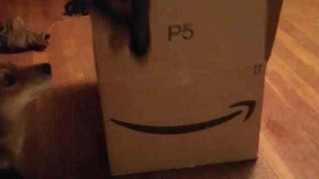 Black dog climbs out of closed amazon cardboard box