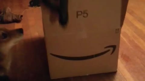 Black dog climbs out of closed amazon cardboard box