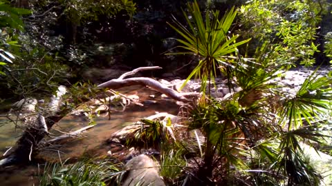 Creek in forest