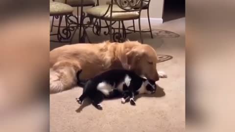 Cat🐈 And Dog 🐕 Love❤️ Story