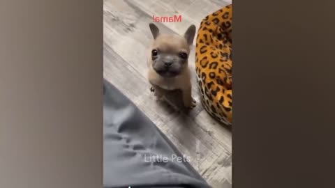 Funniest Animals 2023 Best Cats and Dogs Videos