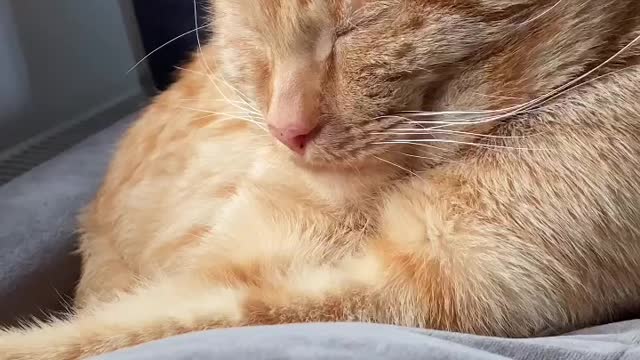 CAT Relaxation/Meditation