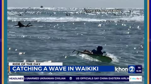 Sammy catching a wave in Waikiki