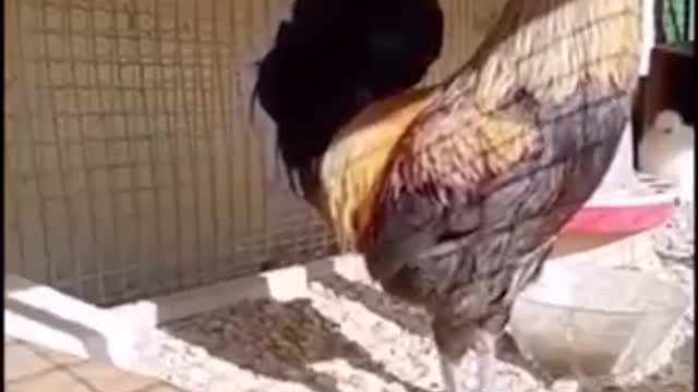 When the rooster tried to mimic the siren, this is what happened !!!