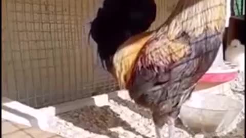 When the rooster tried to mimic the siren, this is what happened !!!