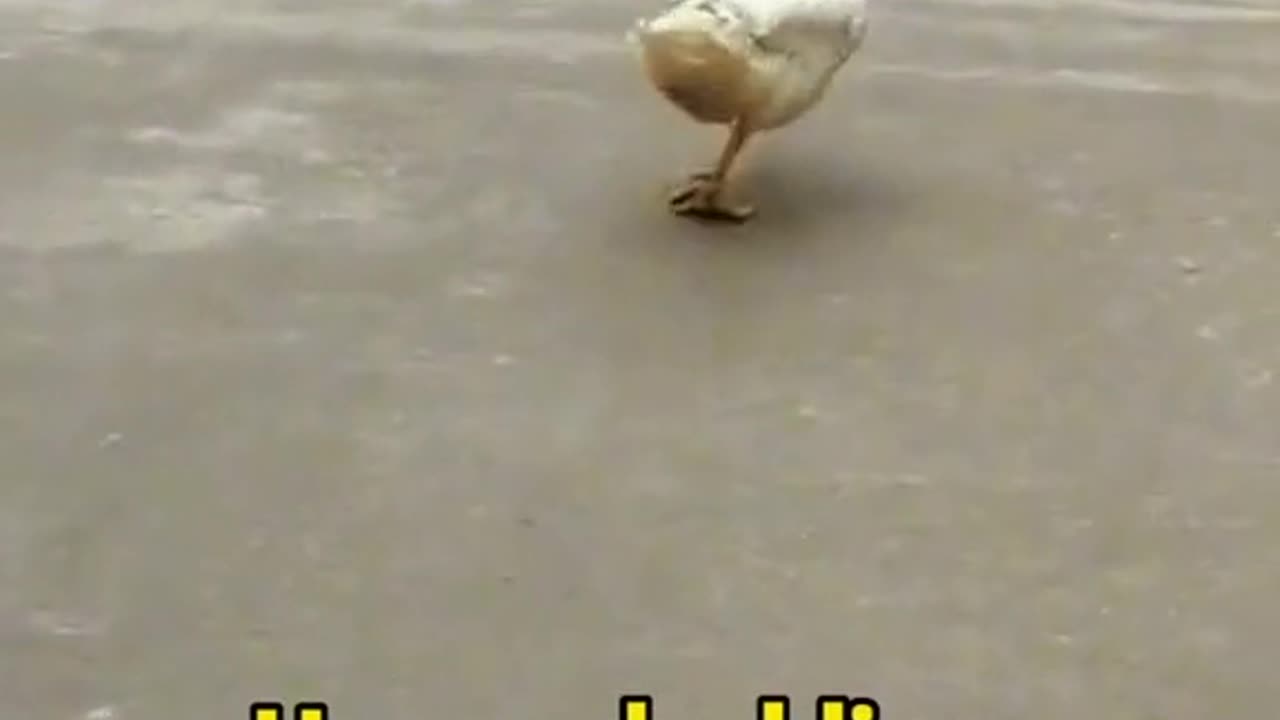 ##funny