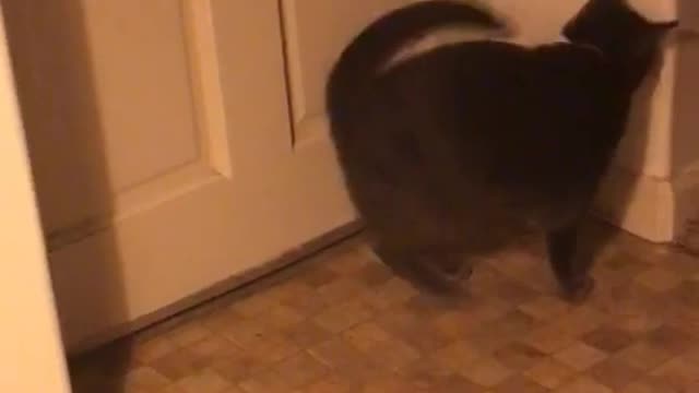 Cat does a front flip